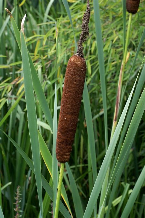 100 Broadleaf Cattail Seeds Typha Latifolia Cattail Reed | Etsy