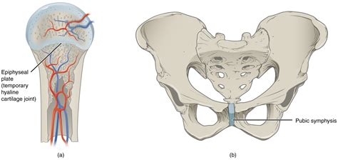 Cartilaginous Joints · Anatomy and Physiology