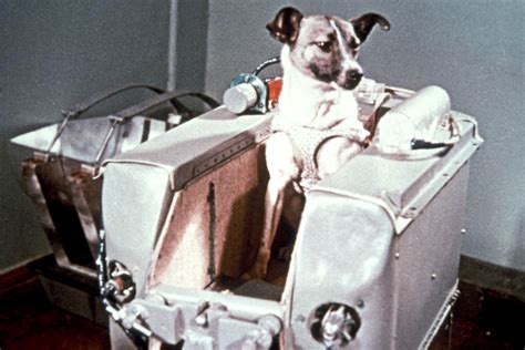 Laika, the first animal in space | Space lessons | DK Find Out!