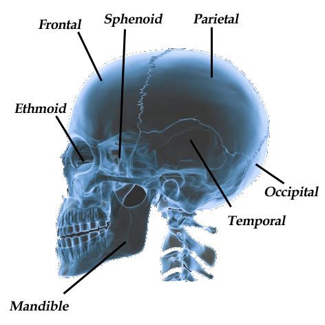 Flat bones of the skull - polewscout