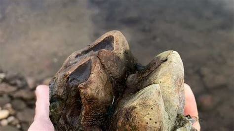 Mastodon fossils found in Mokelumne River Watershed