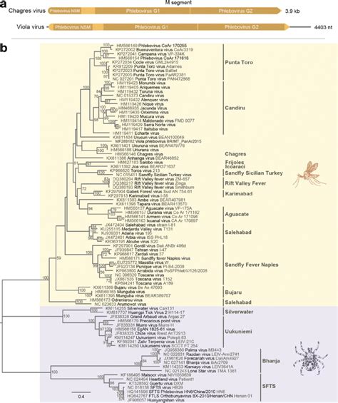 Viola phlebovirus is a novel Phlebotomus fever serogroup member ...