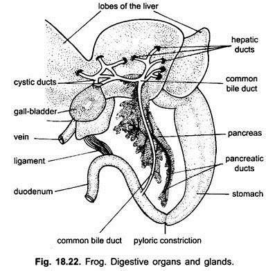 Frog Gallbladder Diagram