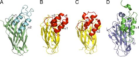 Structural basis of Clostridium perfringens toxin complex formation | PNAS