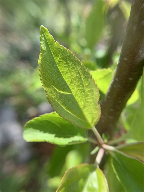 A Spring in the Life of an Apple Tree Sapling