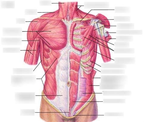 Muscles of Thorax and Abdominal Wall Diagram | Quizlet