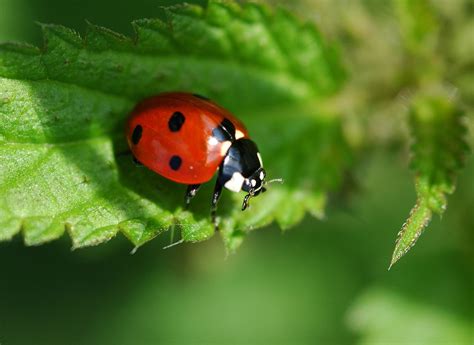 File:2010-09-11 (2) Siebenpunkt, Seven-spot Ladybird, Coccinella septempunctata--180°-cropped ...