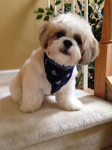 Walter on haircut day!! 12months old | Shih Tzu Hairstyles | Pinterest | Walter o'brien and Haircuts