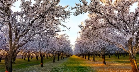 Almond tree: varieties, planting and care - The Limited Times