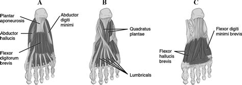 Plantar Flexor Muscles