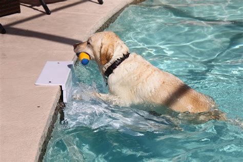 Paws Aboard PoolPup Safety Pool Steps / Ladder (Small) - White | Dog ...