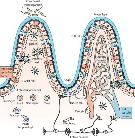 The intestinal barrier in disorders of the central nervous system - The Lancet Gastroenterology ...