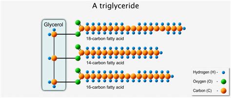 What is a triglyceride? | Mct oil, Virgin coconut oil, Oils