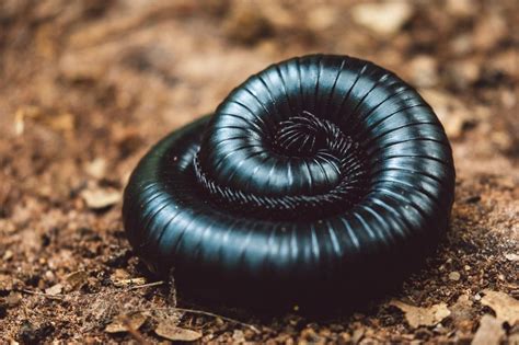 Unraveling the Mysteries: Giant African Millipede - Pet Breed Hub