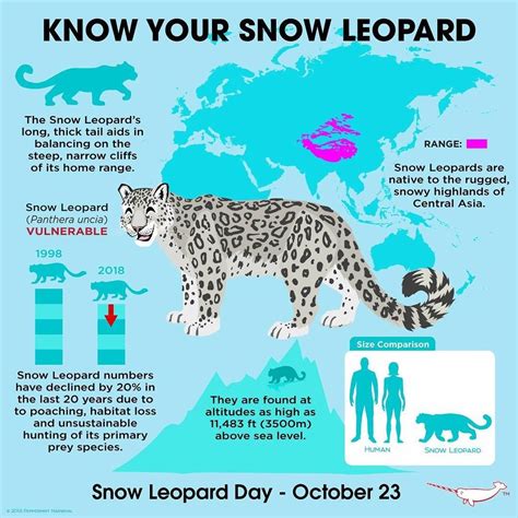 Peppermint Narwhal on Instagram: “Know Your #snowleopards #snowleopardday #animalholiday # ...