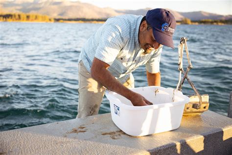 New Zealand mud snail could threaten Lake Tahoe ecosystem