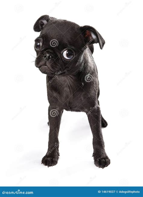 Black Pug Puppy Tilting Head Stock Image - Image of breed, rescue: 14619037