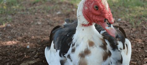 Muscovy Ducks: Invasive Nuisance Or The Perfect Pet? | ABC Blog