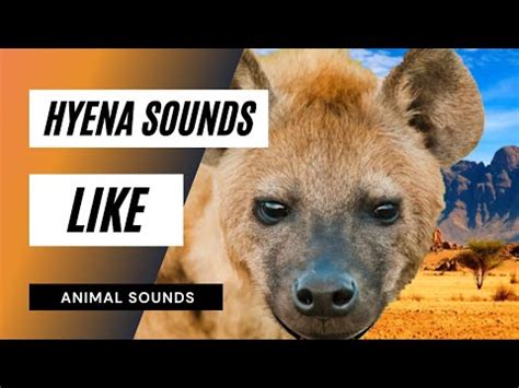 Hyena Sound Effect - Animation - YouTube