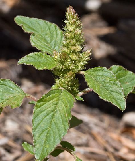 Amaranthus retroflexus 'Red-root Pigweed' | A weed introduce… | Flickr