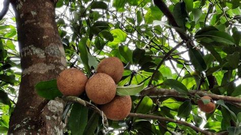 Selain Buahnya, Ternyata Kayu Sawo Manila juga Bisa Dimanfaatkan, Berikut Penjelasannya ...