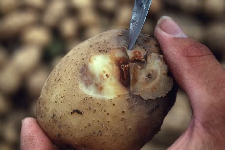 Irish potato famine pathogen originated in Mexico | Cornell Chronicle