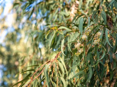 Eucalyptus Tree Information: How To Care For A Eucalyptus Tree