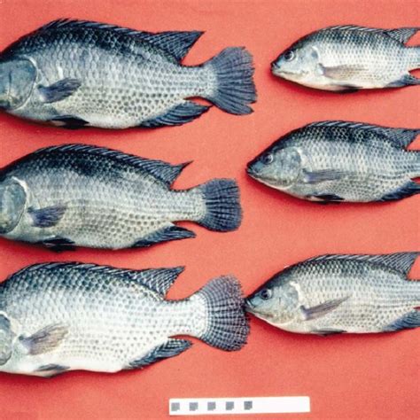 (PDF) Transgenic tilapia and the tilapia genome