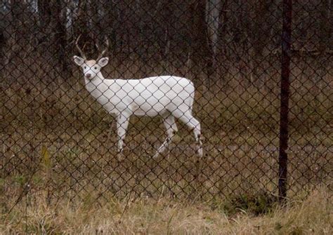 We Spot the Seneca White Deer | Driving Inertia