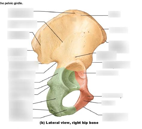 Lateral Hip Bone Diagram | Quizlet