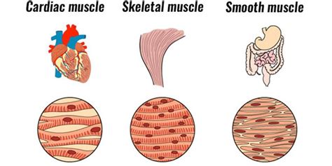 Types Of Muscle Explained – Skeletal, Smooth & Cardiac