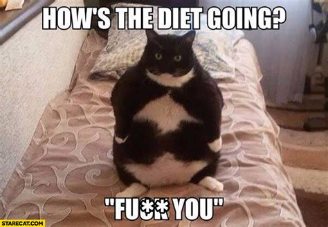 How’s the diet going? fat cat | StareCat.com