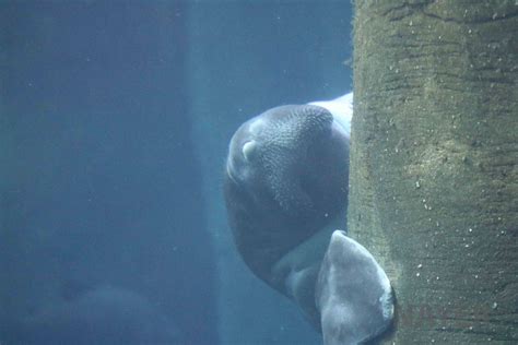 Amazonian manatee, April 2016 - ZooChat