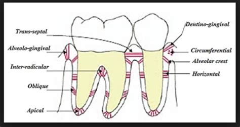 PDL ligament fibers and funciton Flashcards | Quizlet