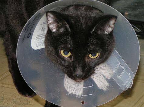 Cone of shame & alternatives: Helping your cat deal - Our Cats' World