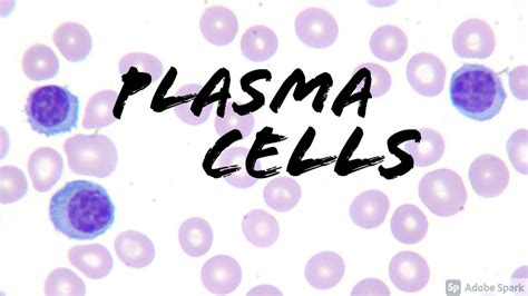 Plasma Cells on Peripheral Blood Smear (Hemepath Hematology Pathology ...