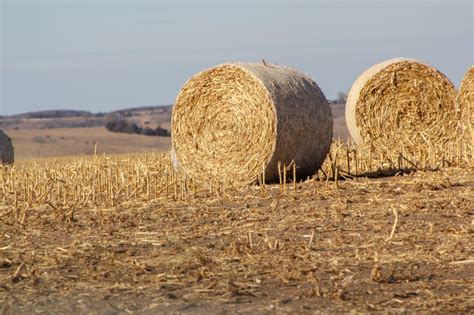 Valuing Corn Stalk Bales | Management | feedlotmagazine.com