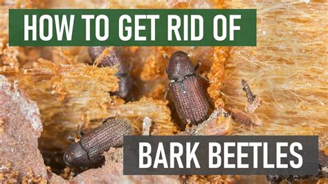 How to Get Rid of Bark Beetles (4 Easy Steps) - YouTube