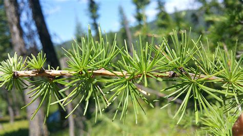 The science behind the golden glory of Washington’s larches | HeraldNet.com