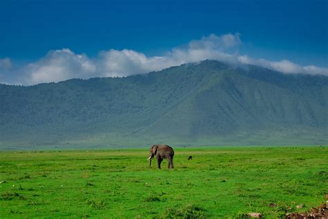 What to Expect on a Ngorongoro Crater Safari: Ultimate Guide