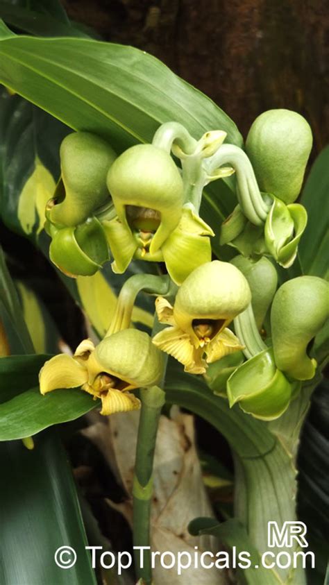 Catasetum sp., Catasetum