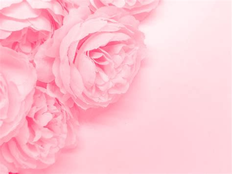 Pink Flower Backgrounds