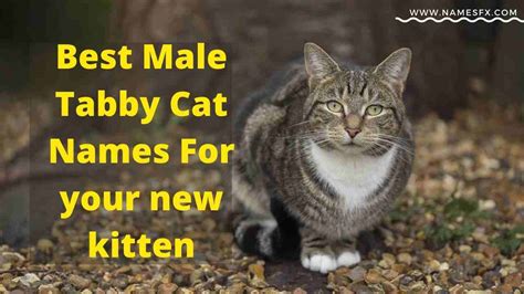 500+ Best Male Tabby Cat Names That Suits His Personality