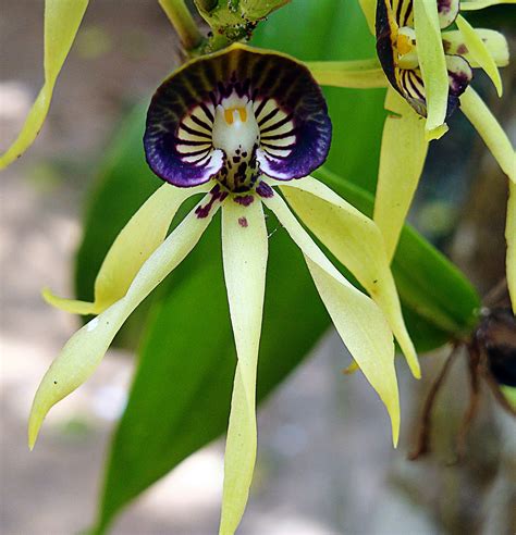 Pioneer Bookworm, life in Belize: black orchid