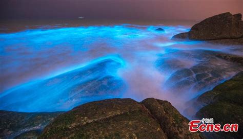 Algae bloom makes Fuzhou water glow