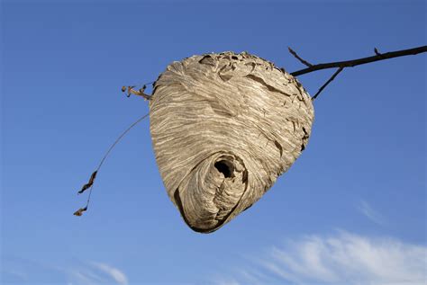 How to safely eliminate hornet's nest - Wasp Removal Toronto