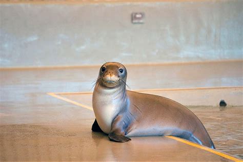 Authorities investigate intentional killing of Hawaiian monk seal