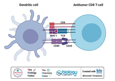 Dendritic Cells- Definition, Structure, Immunity, Types, Functions