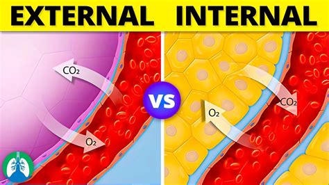 Internal vs. External Respiration *EXPLAINED* 🫁