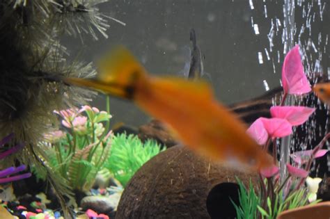 SWORDTAIL BREEDING TRIO Aquarium Fish (1) Adult Male (2) Adult Female ...